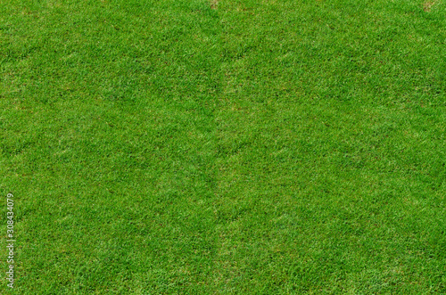 Green grass pattern and texture for background. Close-up image. © Anucha