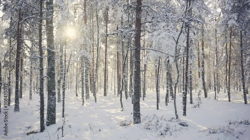 The first snow falls from trees in a pine forest near the road on a bright sunny day. Little cute Christmas tree snow-covered in a forest on a sunny clear day. Latvia