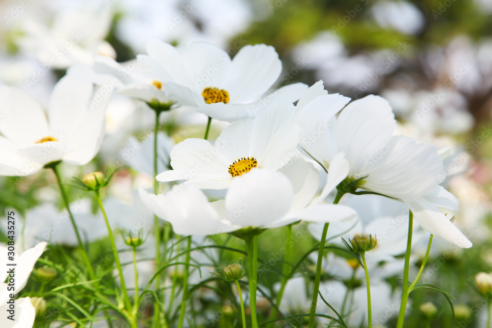 White blooming cosmos flower in garden White blooming cosmos flower in garden