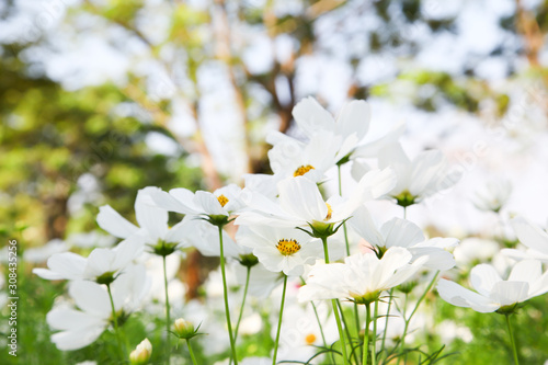 White blooming cosmos flower in garden