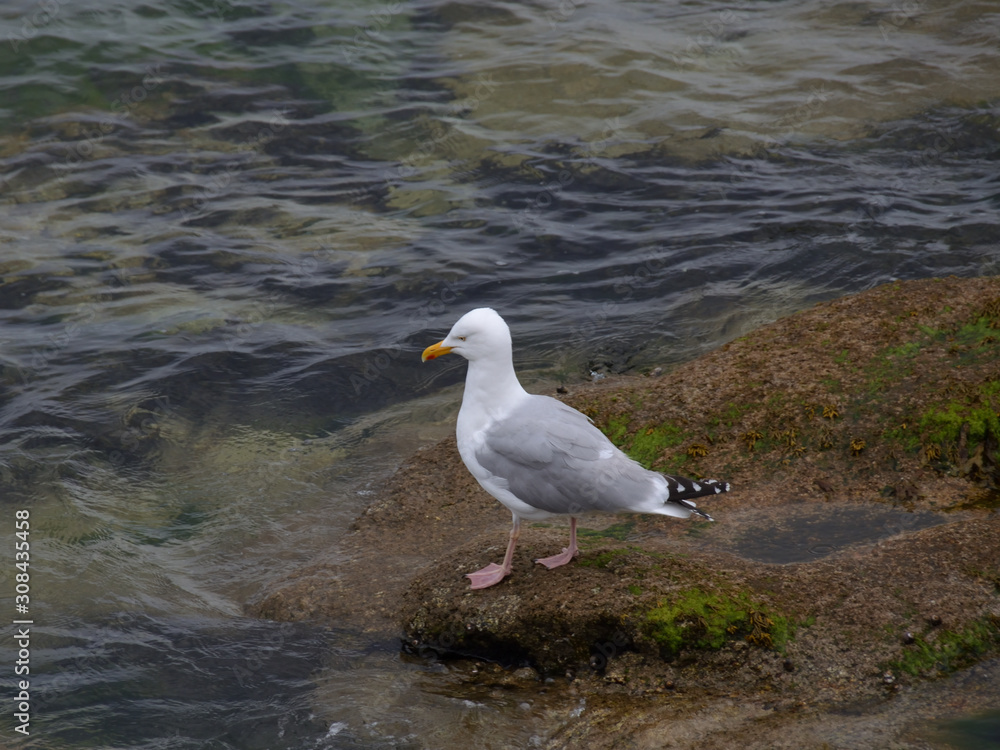 Fototapeta premium Goéland de profil .