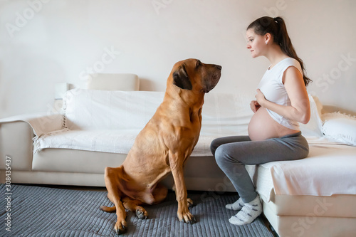 Happy pregnant woman with big dog breed fila brasileiro in home