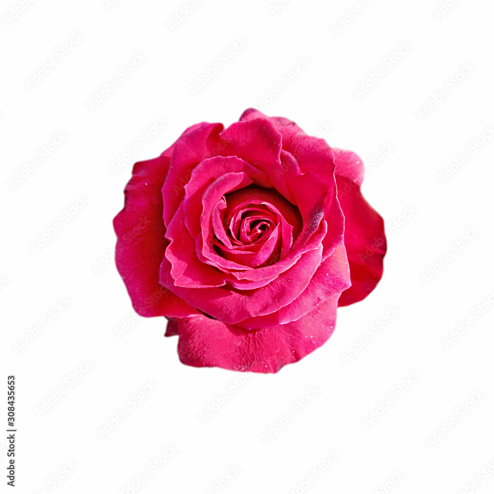 Beautiful red rose isolated on a white background Beautiful red rose isolated on a white background
