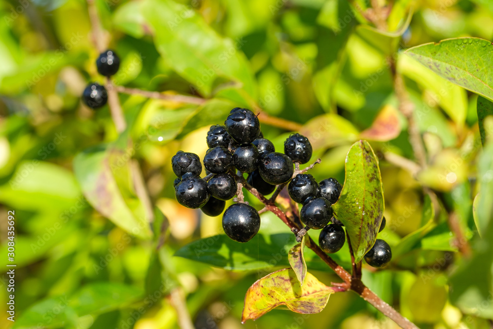 Dunkle / schwarze Beeren an herbstlicher Hecke Dunkle / schwarze Beeren an herbstlicher Hecke