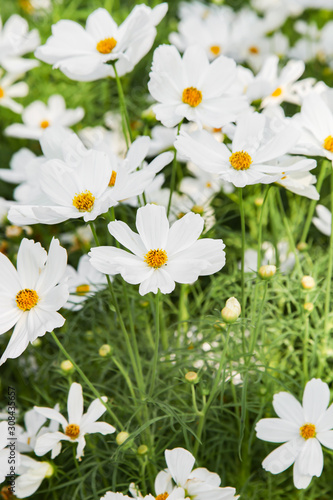 Fototapeta Naklejka Na Ścianę i Meble -  White blooming cosmos flower in garden