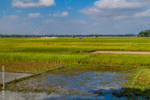 Rice fields near Bogra  Bangladesh