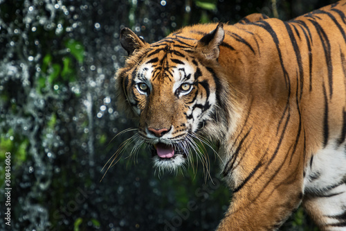 Photos of tiger naturally.