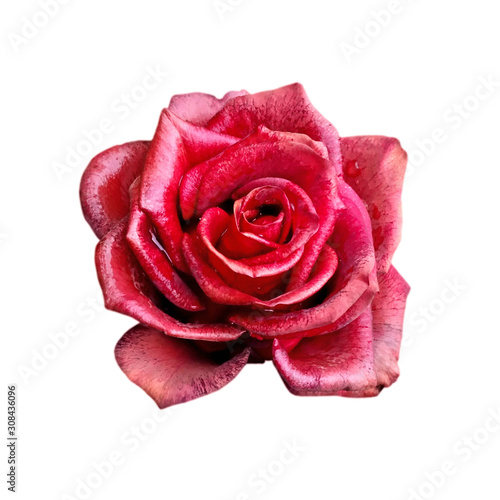 Fototapeta Naklejka Na Ścianę i Meble -   Beautiful red rose isolated on a white background