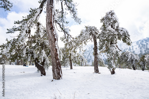 Wallpaper Mural Winter in Cyprus Torontodigital.ca