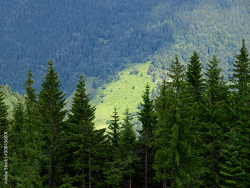 Spruce forest high in green mountains. Picturesque summer mountain landscape with Spruce (Picea abies) forest in the Eastern Carpathians, Ukraine. Mountains and gorges of the Carpathian region