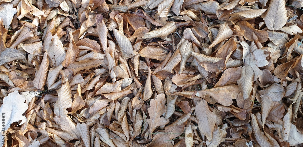 Fototapeta premium beautiful background of light brown fallen leaves