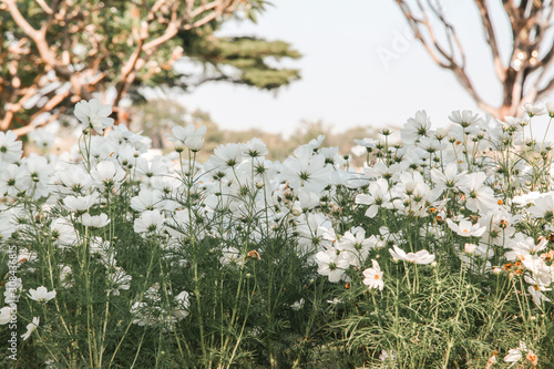 White blooming cosmos flower in garden © kwanbenz
