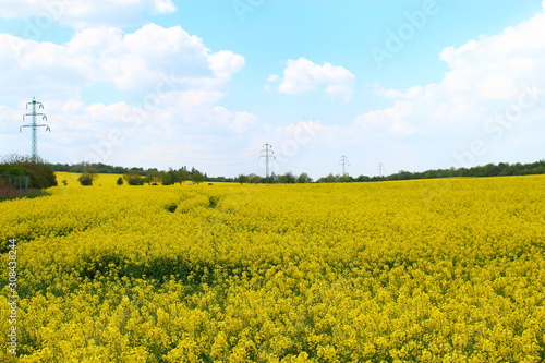 Rapeseed field on a background of forest and blue sky with clouds