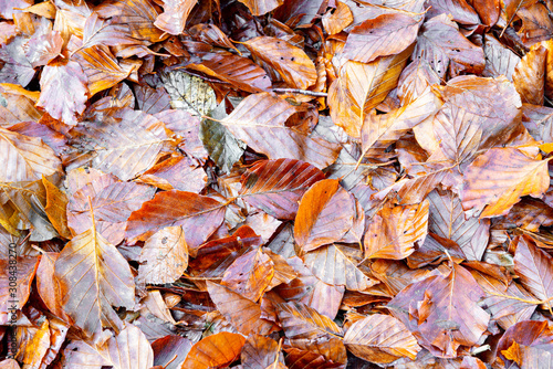 Fallen leaves in a forest