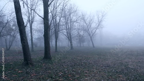 Foggy forestn at winter photo