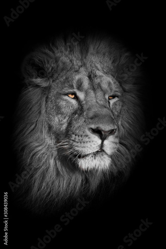 bright yellow glowing eyes  discolored muzzle lion male with chic mane portrait close-up.