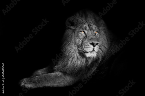 Fototapeta Naklejka Na Ścianę i Meble -  bright yellow glowing eyes, discolored body on a black background. powerful lion male with a chic mane consecrated by the sun.