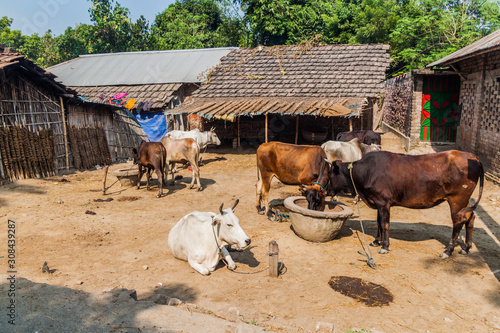 Fotografie Cows in a village in Bangladesh