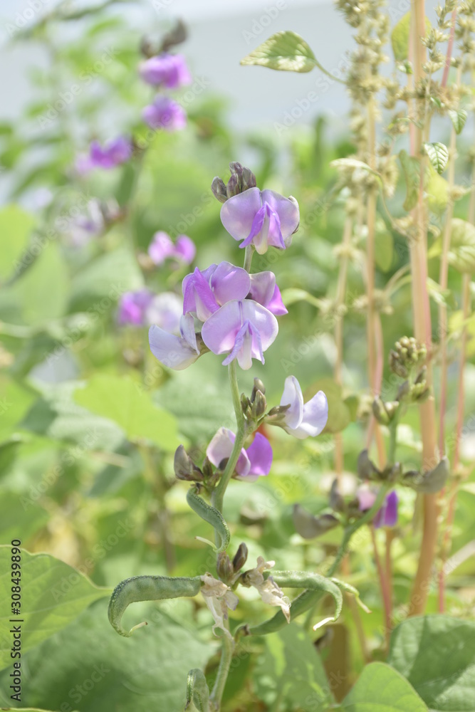 Fototapeta premium Winged bean flowers violet colour