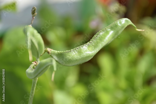 Winged bean Plant in close view