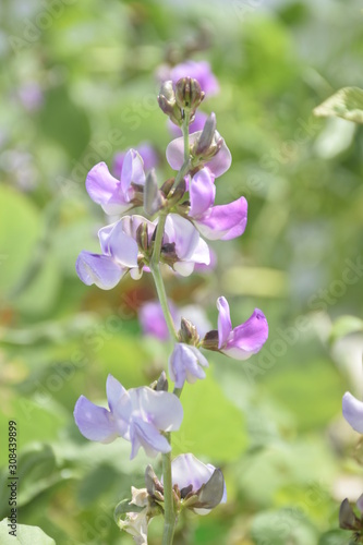 purple Winged bean flowers on green background
