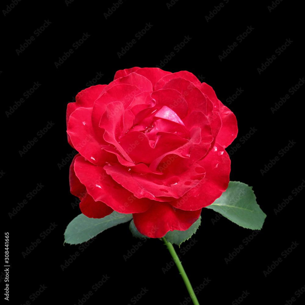 Beautiful red rose isolated on a black background Beautiful red rose isolated on a black background