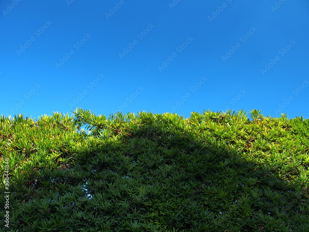 屋根の影の映る槇の生垣と青空