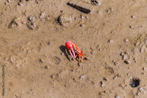 Crab in a mangrove forest in Sundarbans, Bangladesh.