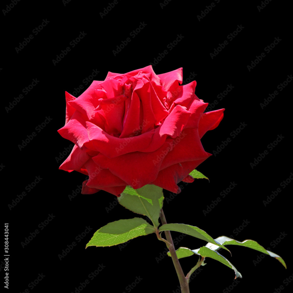 Beautiful red rose isolated on a black background Beautiful red rose isolated on a black background