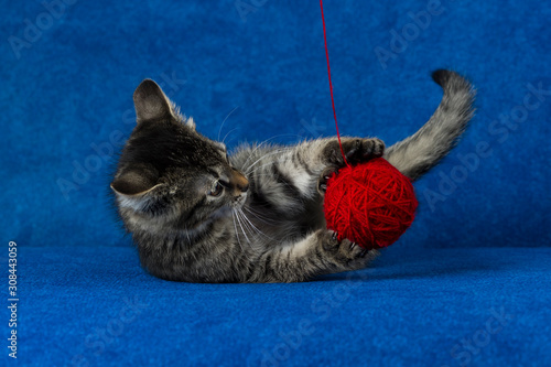 Kitty with red yarn ball, cute grey tabby cat playing with skein of tangled sewing threads on blue background