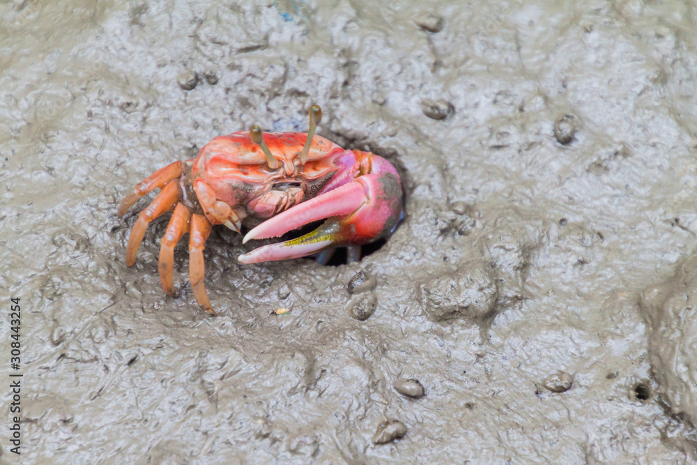 Crab in a muddy mangrove forest of Sundarbans, Bangladesh