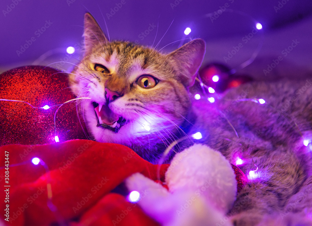 Cat playing with led light garland near Christmas red balls.