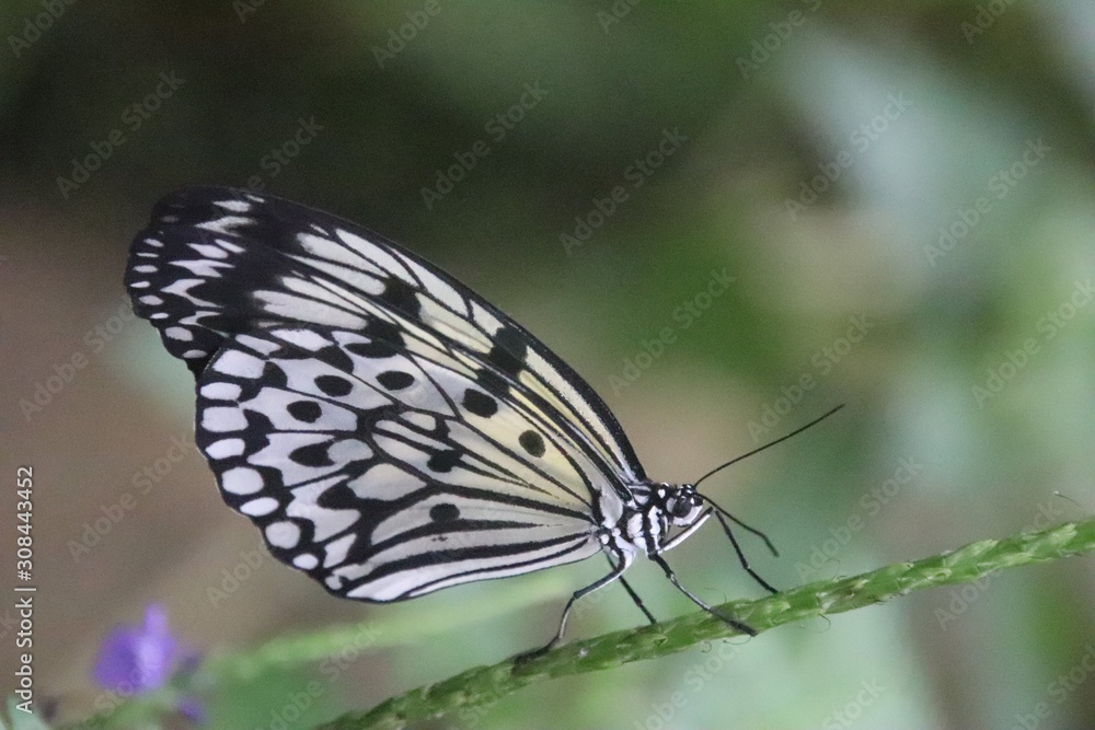 butterfly resting butterfly resting