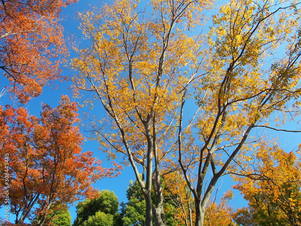 Fototapeta premium 黄葉の欅と紅葉の欅と青空