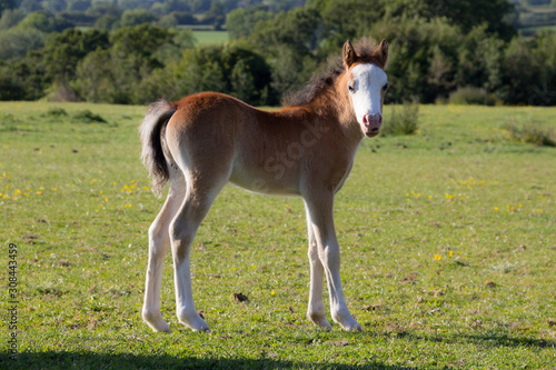 New born foal stands looking toward the camera in the english countryside.