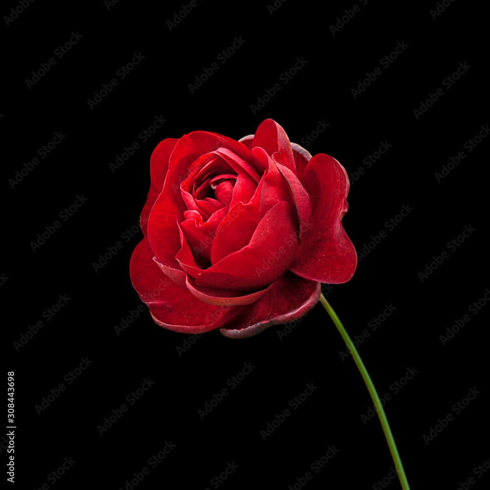 Beautiful red rose isolated on a black background Beautiful red rose isolated on a black background