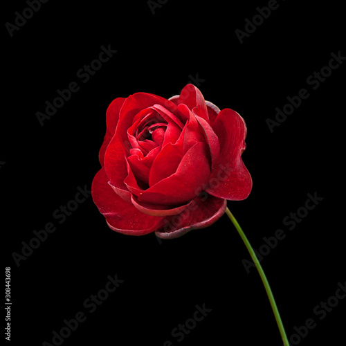 Fototapeta Naklejka Na Ścianę i Meble -  Beautiful red rose isolated on a black background
