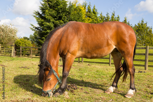 Bay pony with overgrown sore feet stands uncomfortably on grass photo