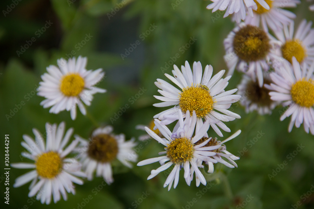 Obraz premium daisies in a field