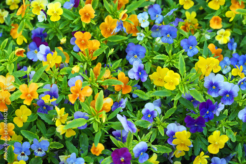 Vivid pansy flowers at the flowerbed  heartsease  spring flower. Beautiful colorful pansies in the garden. Flower background