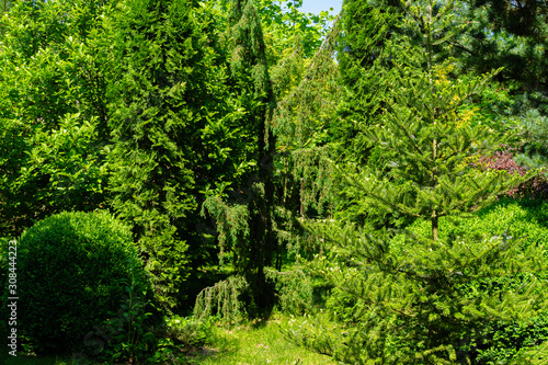 Landscape garden with evergreens against blue spring sky. Hortsman Juniper, Japanese Glauka pine, Pychia korean western arborvitae and boxwood as exampleuse evergreens in landscape design.