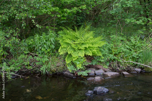 Beautiful greenery and ferns growing in shady damp spot by side of river.