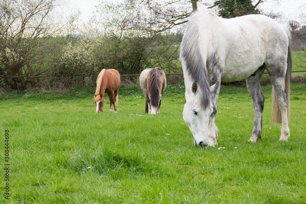 Group of horss grazing on long grass in english meadow getting fat and running the risk of becoming ill with lamanitus from eating too much rich grass. Group of horss grazing on long grass in english meadow getting fat and running the risk of becoming ill with lamanitus from eating too much rich grass.