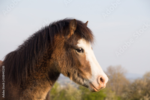 Close up shock of pretty young pony as he stnds in the english countryside.