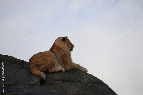 Lion on a rock - Tamron 18-400mm lens
