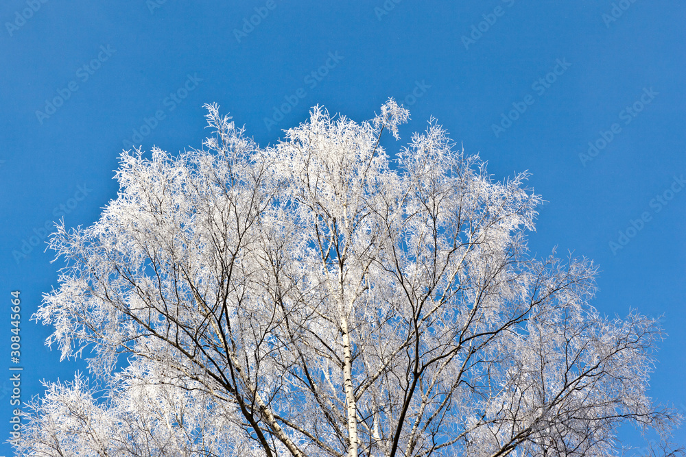 Frosted tree in frosty day against the blue sky