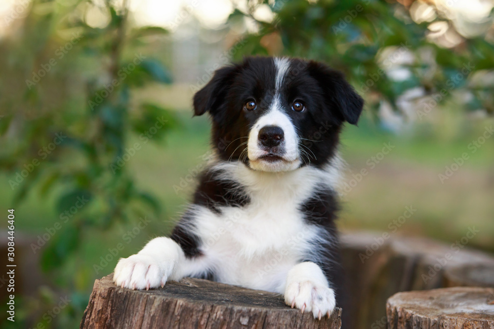 Fototapeta premium Dog breed Border Collie