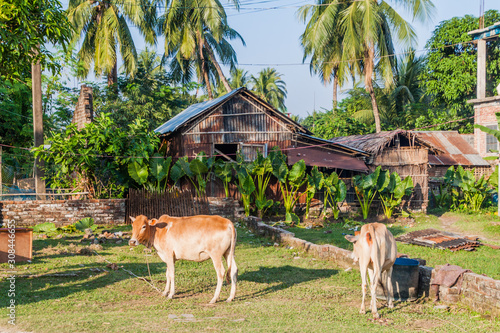 Fotografie Rural scene with cows in Khulna, Bangladesh