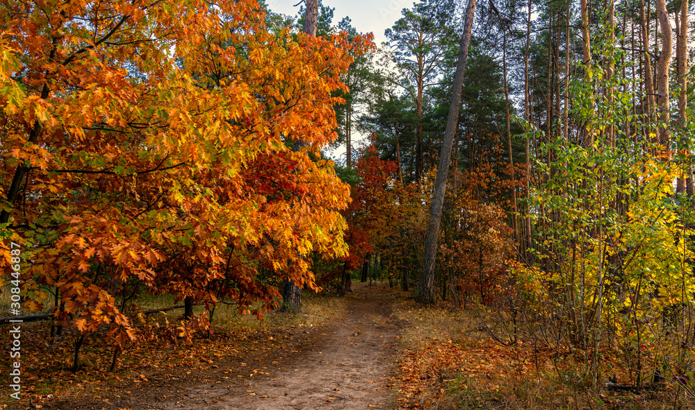 Autumn landscape. Nice sunny day for a nice walk. A beautiful forest decorated with colors of autumn pleases the eye. Autumn landscape. Nice sunny day for a nice walk. A beautiful forest decorated with colors of autumn pleases the eye.