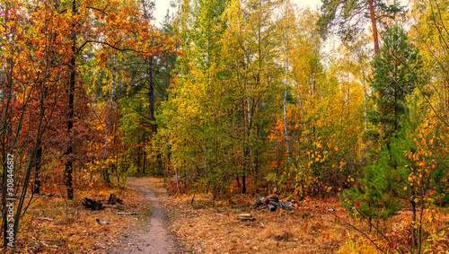 Autumn landscape. Nice sunny day for a nice walk. A beautiful forest decorated with colors of autumn pleases the eye.